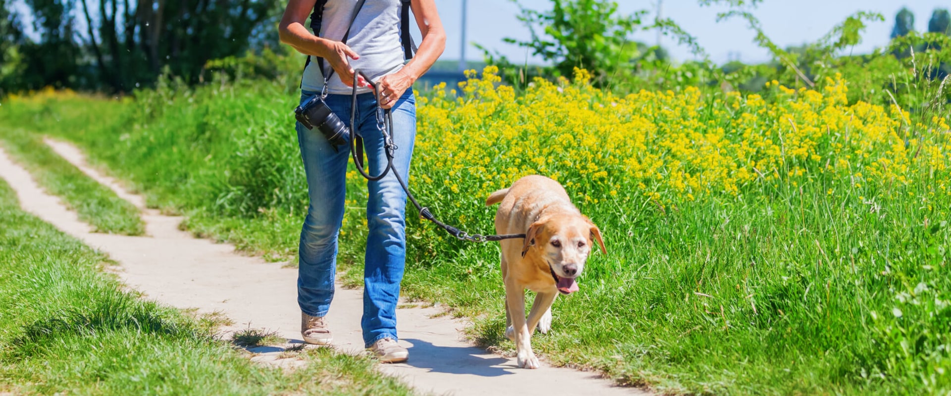 can-dogs-walk-in-botanic-gardens