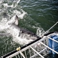 Shark Cage Diving On Oahu’s North Shore: The Perfect Adventure Before Exploring Botanical Gardens