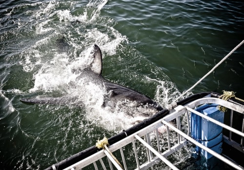 Shark Cage Diving On Oahu’s North Shore: The Perfect Adventure Before Exploring Botanical Gardens